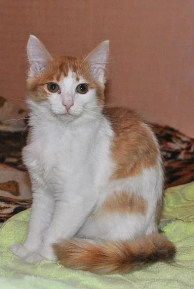 Лот: 3676450. Фото: 1. Рыжуся - нежная душа ищет хозяев. Кошки, котята