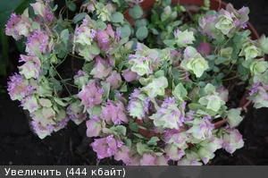 Лот: 9854237. Фото: 1. Душица Кент Бьюти. Горшечные растения и комнатные цветы