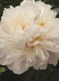 Лот: 19975877. Фото: 1. Пион травянистый Айс Хилл. Садовые цветы