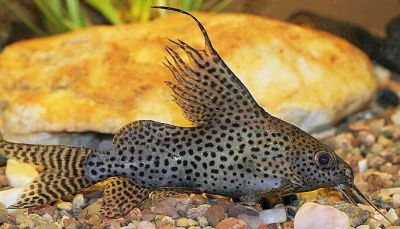 Лот: 16202564. Фото: 1. Синодонтис эруптерус (Synodontis... Рыбки