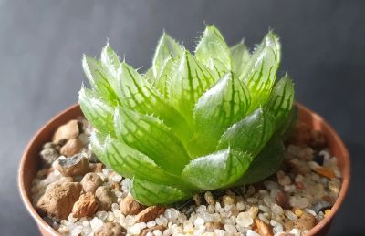 Лот: 17556103. Фото: 1. Haworthia Cooperi "Picturata". Горшечные растения и комнатные цветы