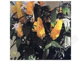 Лот: 126579. Фото: 1. Пахистахис 2. Горшечные растения и комнатные цветы