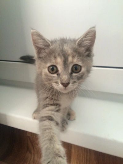 Лот: 7750147. Фото: 1. Отдам в хорошие руки милого котенка... Кошки, котята
