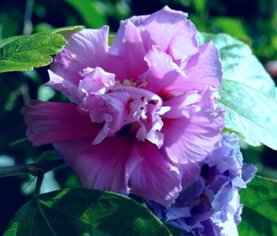 Лот: 9090716. Фото: 1. Гибискус махровый - Double Purple. Горшечные растения и комнатные цветы