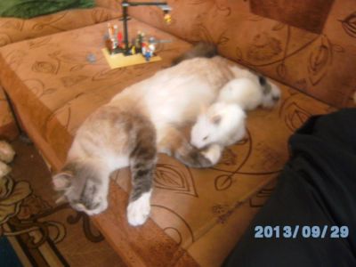 Лот: 3451684. Фото: 1. крольчата. Остальные животные