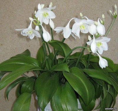 Лот: 4476540. Фото: 1. эухарис. Горшечные растения и комнатные цветы