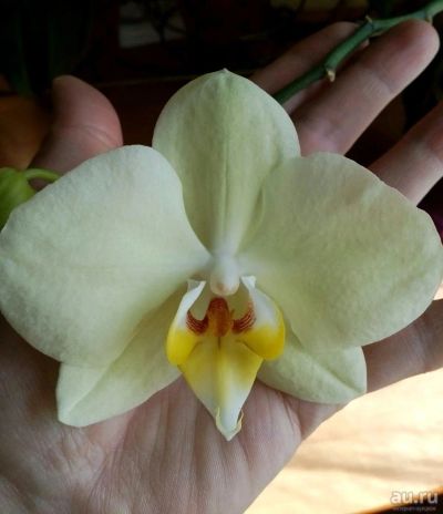 Лот: 13844893. Фото: 1. Орхидея цветущая. Горшечные растения и комнатные цветы