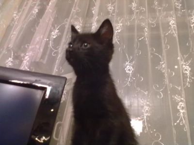 Лот: 4624246. Фото: 1. Красивый котенок черного цвета... Кошки, котята
