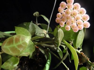 Лот: 16410239. Фото: 1. Хойя -Hoya 'Rebecca'. Горшечные растения и комнатные цветы