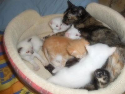 Лот: 2439579. Фото: 1. Белые Котята!!!. Кошки, котята