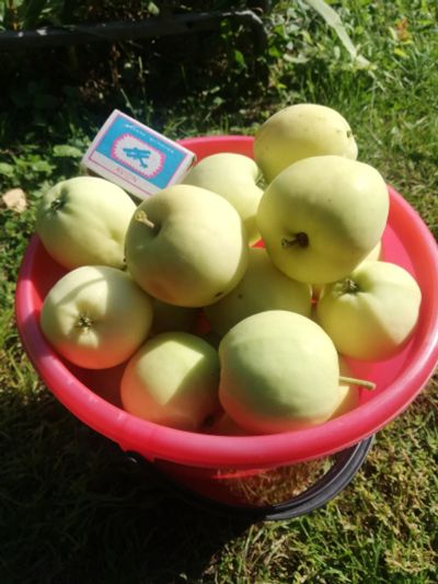 Лот: 18034856. Фото: 1. Яблоки Белый налив со своего сада... Овощи, фрукты, зелень