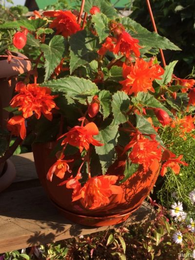 Лот: 15806069. Фото: 1. Бегония Belleconia Hot Orange. Горшечные растения и комнатные цветы
