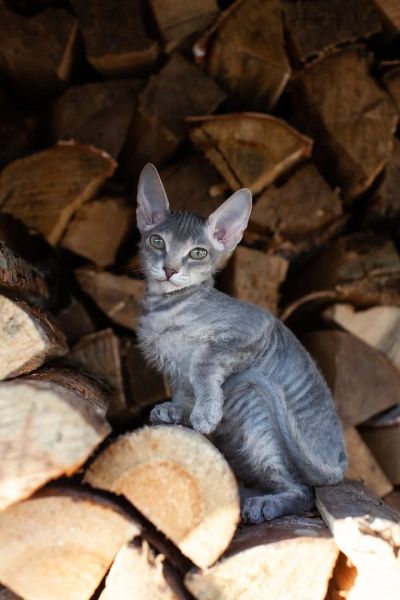 Лот: 14859064. Фото: 1. Донской сфинкс (велюр). Кошки, котята