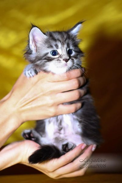 Лот: 7858962. Фото: 1. Котята Мейн-куна - 2 котика. Кошки, котята