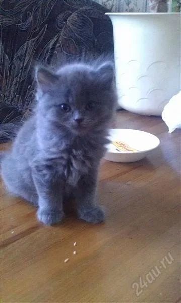 Лот: 2954604. Фото: 1. Отдам котенка. Кошки, котята