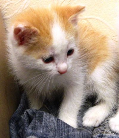 Лот: 4175504. Фото: 1. Красивый рыжий котенок ждет своих... Кошки, котята