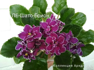 Лот: 9664284. Фото: 1. Фиалка ле-шато брион лист. Горшечные растения и комнатные цветы
