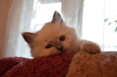 Лот: 4369279. Фото: 1. Очаровательные котята ждут любящих... Кошки, котята