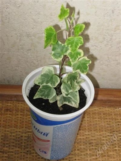 Лот: 793362. Фото: 1. Плющ Hedera Helix "White Wonder... Горшечные растения и комнатные цветы