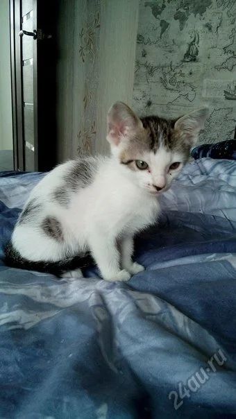 Лот: 5974588. Фото: 1. Подарим котят сфинкса! 2.5 месяца... Кошки, котята