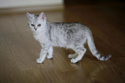 Лот: 11100354. Фото: 1. Продам британского котенка - котик... Кошки, котята
