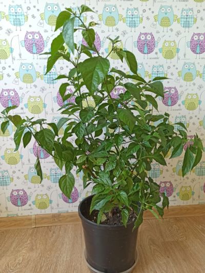 Лот: 14573175. Фото: 1. Взрослая Carolina Reaper в Ассортименте... Горшечные растения и комнатные цветы