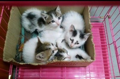 Лот: 16207895. Фото: 1. Котята. Кошки, котята