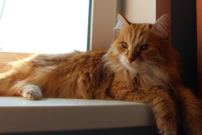 Лот: 8072211. Фото: 1. кот ищет хозяина. Кошки, котята