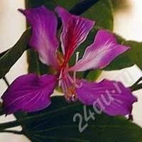 Лот: 1092384. Фото: 1. Баухиния - орхидное дерево / Bauhinia... Горшечные растения и комнатные цветы
