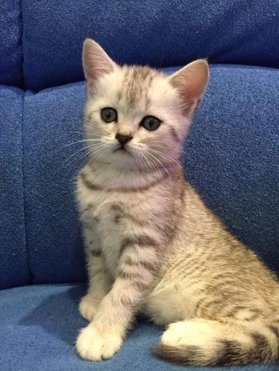 Лот: 7331254. Фото: 1. Шотландский прямоухий котенок... Кошки, котята