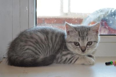 Лот: 3096455. Фото: 1. Шотландская кошечка красивого... Кошки, котята