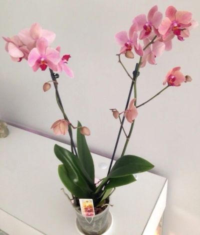 Лот: 7065675. Фото: 1. Орхидея розовая цветущая. Горшечные растения и комнатные цветы