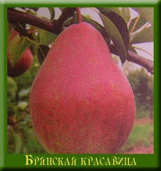 Лот: 4021866. Фото: 1. Груша Брянская красавица (саженец... Другое (семена, рассада, садовые растения)