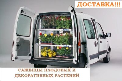 Лот: 15783672. Фото: 1. Саженцы плодовых и декоративных... Другое (семена, рассада, садовые растения)