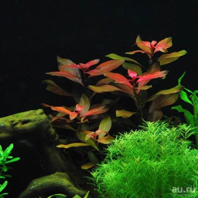 Лот: 13311696. Фото: 1. Людвигия гландулоза (ludwigia... Водные растения