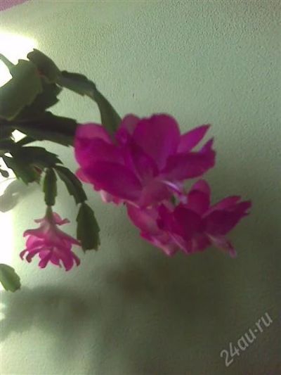 Лот: 807171. Фото: 1. Декабрист 3 . Горшечные растения и комнатные цветы