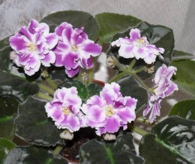 Лот: 5567754. Фото: 1. Сортовая фиалка РС-Восторг или... Горшечные растения и комнатные цветы