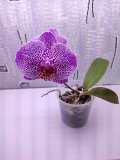 Лот: 16277520. Фото: 1. Орхидея. Горшечные растения и комнатные цветы