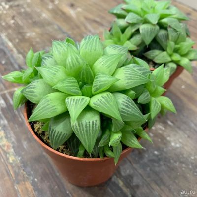 Лот: 17378234. Фото: 1. Хавортия Купера Мирабилис/ Haworthia... Горшечные растения и комнатные цветы