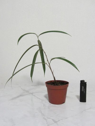 Лот: 4151355. Фото: 1. Фикус биннендийки Али (Ficus binnendijkii... Горшечные растения и комнатные цветы