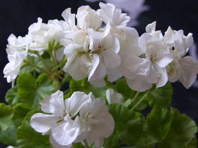 Лот: 9210804. Фото: 1. Сортовая зональная пеларгония... Горшечные растения и комнатные цветы