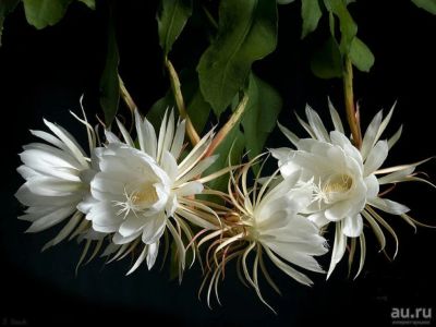 Лот: 16192149. Фото: 1. Эпифиллум остролепестный Epiphyllum... Горшечные растения и комнатные цветы
