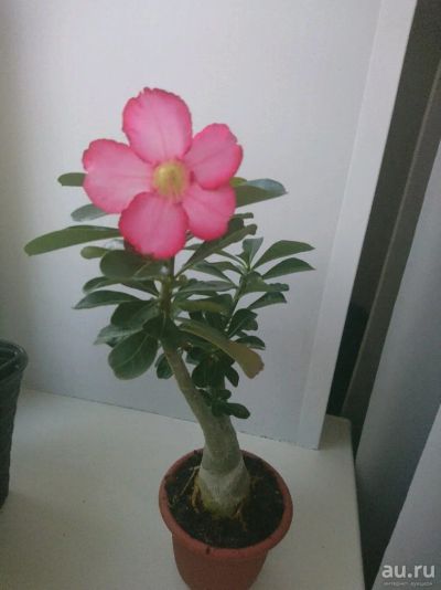 Лот: 10691341. Фото: 1. Адениум обесум (тучный). Горшечные растения и комнатные цветы