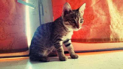 Лот: 4309488. Фото: 1. Котенок девочка. Кошки, котята
