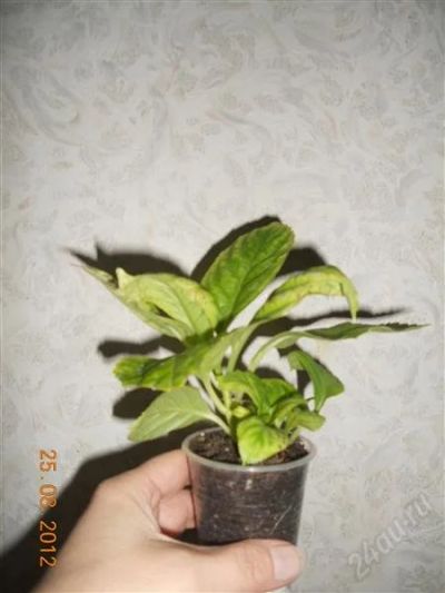 Лот: 2048595. Фото: 1. Гортензия(детка). Горшечные растения и комнатные цветы