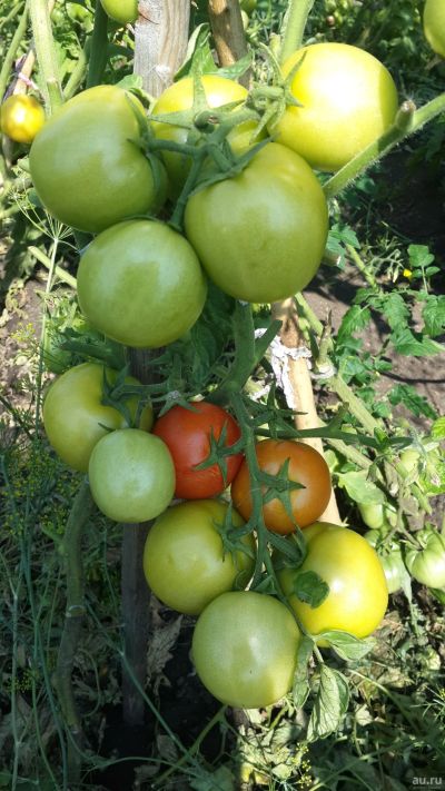 Лот: 6875923. Фото: 1. Семена томатов Ведро с куста... Другое (семена, рассада, садовые растения)