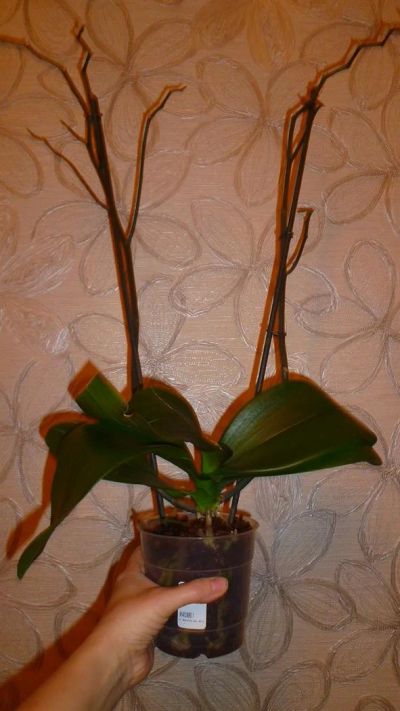 Лот: 3579351. Фото: 1. орхидея ( фаленопсис). Горшечные растения и комнатные цветы