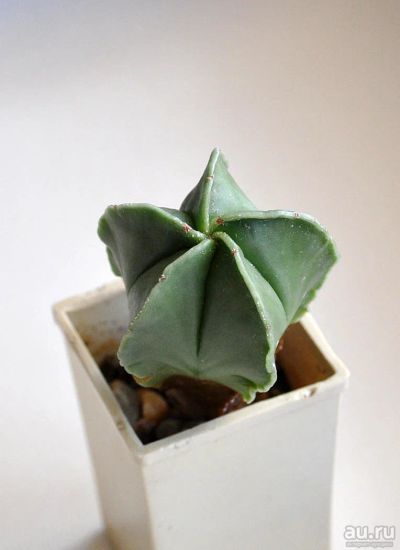 Лот: 9517246. Фото: 1. Кактус Astrophytum myriostigma... Горшечные растения и комнатные цветы