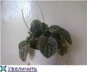 Лот: 91402. Фото: 1. пеперомия сморщенная. Горшечные растения и комнатные цветы