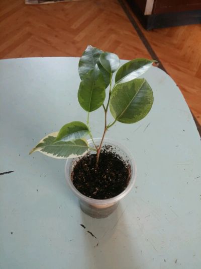 Лот: 9087788. Фото: 1. Фикус мунлайт 1. Горшечные растения и комнатные цветы